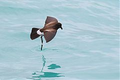 Elliot's Storm-Petrel